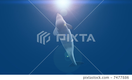 絲綢海豚 7477886