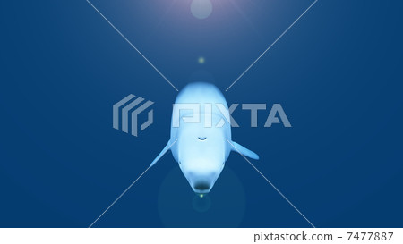 絲綢海豚 7477887