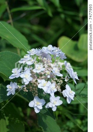 當繡球花完成開花時,球繡球花開花。 當繡球花完成開花時,球繡球花開花。 7477993
