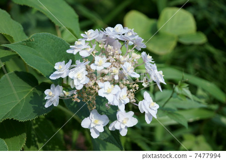 When Hydrangea is finished blooming, Balls hydrangea bloom. 7477994