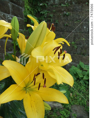百合maculatum 7478066