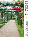 玫瑰隧道 7478243
