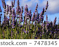 lavender 7478345