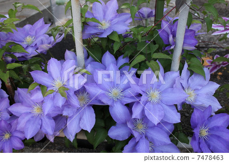 威靈仙 威靈仙 7478463