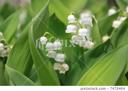 鈴蘭 鈴蘭 7478464