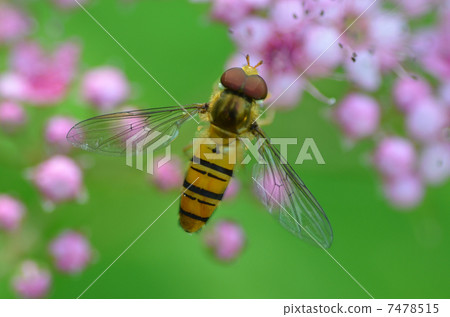 花和百合Hirataavu 7478515