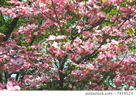 Scarlet Dogwood Scarlet Dogwood 7478523