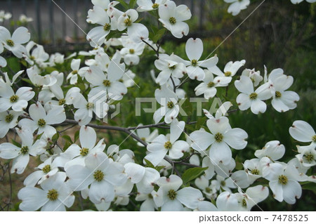White flowered dogwood White flowered dogwood 7478525