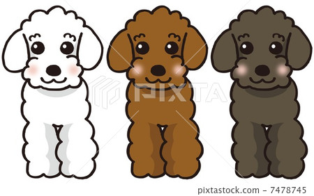 Poodle facing front 7478745