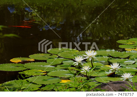 一朵白色百合花在大陸寺廟的池塘和風景在湖表面反射了 7478757