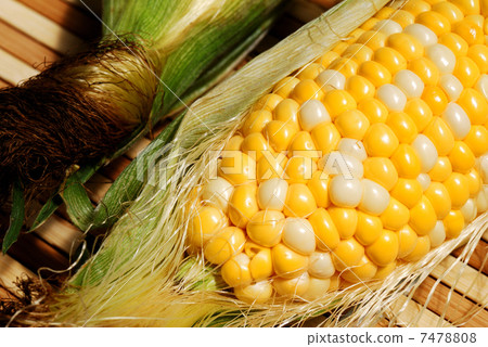 玉米 7478808
