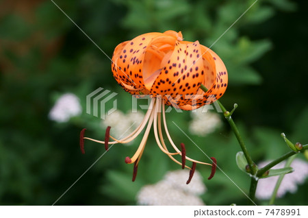 Summer flower Devil Yuri Summer flower Devil Yuri 7478991