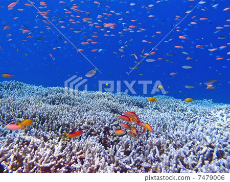 Madder eggplant Madder eggplant 7479006