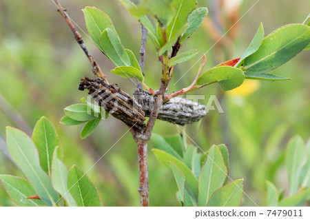 Minor beetle Minor beetle 7479011