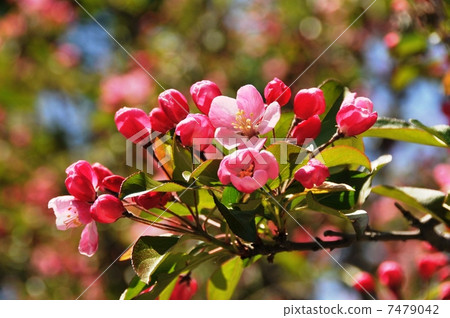 哈娜哈唐 7479042