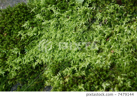 I am Japanese cherry tree cream. It is a roof moss. 7479144
