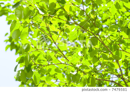 綠葉 綠葉 7479381