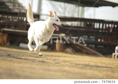 White dog 7479634