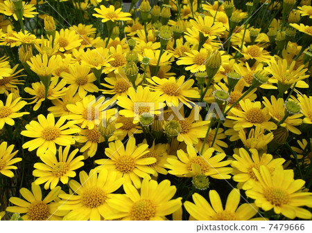 Summer golden carpet Summer golden carpet 7479666