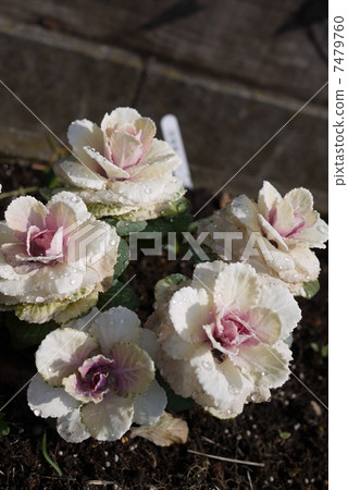 白花白菜 白花白菜 7479760