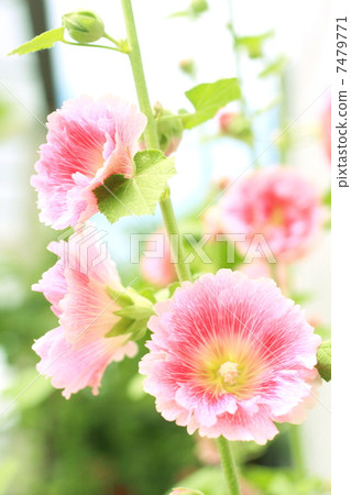 Gentle tattooed oyster Gentle tattooed oyster 7479771