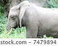 elephant  7479894