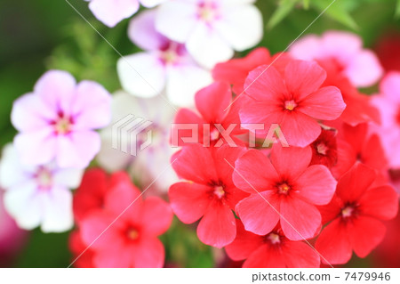 Flower pattern Frox 7479946