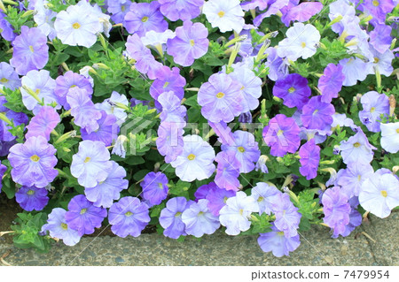 花壇材料 7479954