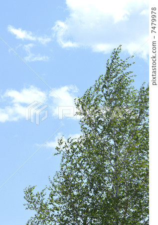 White birch and clouds (April) White birch and clouds (April) 7479978