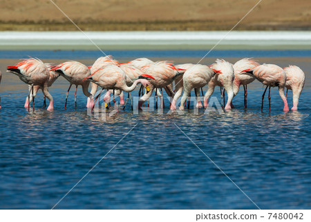 Flamingo 7480042