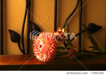 Shellfish Shellfish 7480100