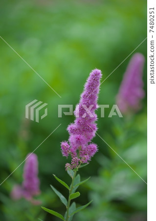 Hozakimotsuke 7480251