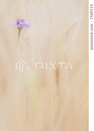 在麥田開花的單輪arrowragon 7480514