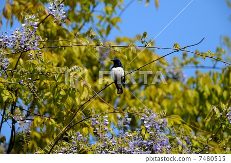 奧里 奧里 7480515