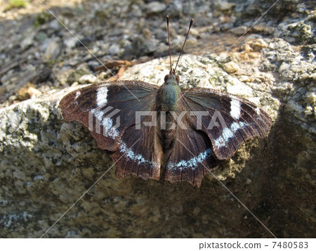 Ruritateja Ruritateja 7480583