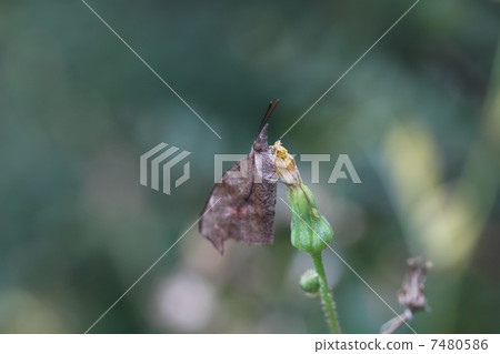 終身蝴蝶 終身蝴蝶 7480586