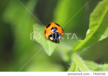 Nana Hoshi Tento Front Nana Hoshi Tento Front 7480590