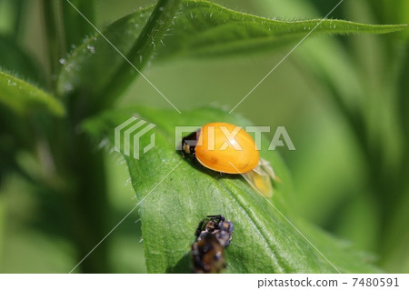 出現後，Nana Hoshi Tento立即出現 7480591