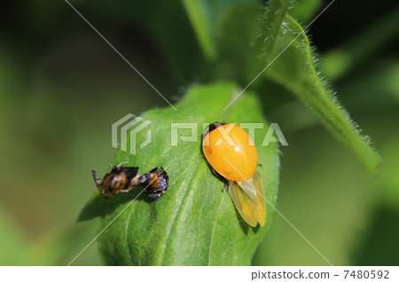 出現後，Nana Hoshi Tento立即出現 7480592