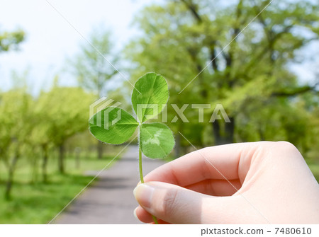 Mitsuba的三葉草 Mitsuba的三葉草 7480610