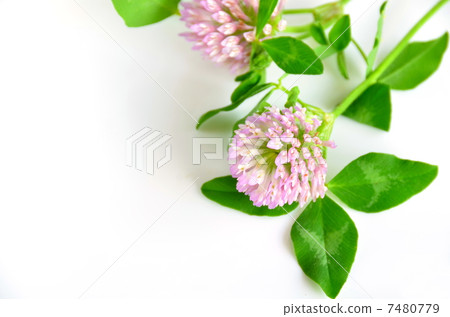 Red Clover 7480779