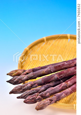 紫蘆筍(北海道) 紫蘆筍(北海道) 7480832