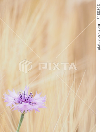 在麥田開花的單輪arrowragon 7480868