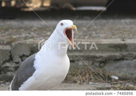 Cry of the sea cat Cry of the sea cat 7480898