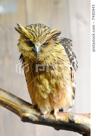 馬來蠕蟲貓頭鷹 7480945