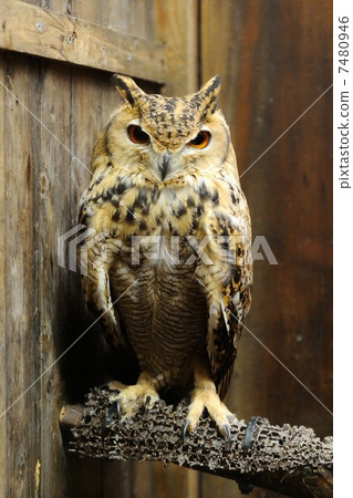 法老鷹隼 7480946