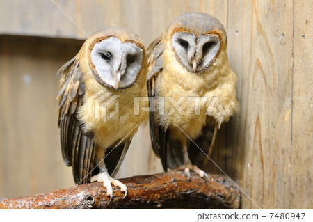 哈高門貓頭鷹 7480947
