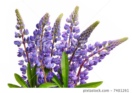 Blue lupines Blue lupines 7481261
