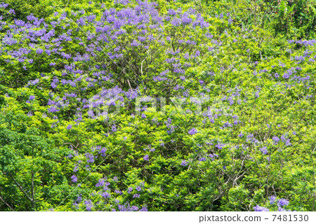 藍花楹花 藍花楹花 7481530