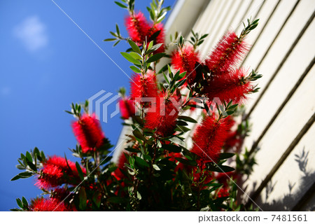 刷樹 刷樹 7481561